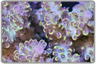 Catalina's Pick Acropora